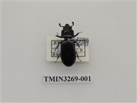 藏品(小黑豔蟲)的圖片